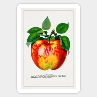 Wolf River Apple Lithograph (1900) Sticker